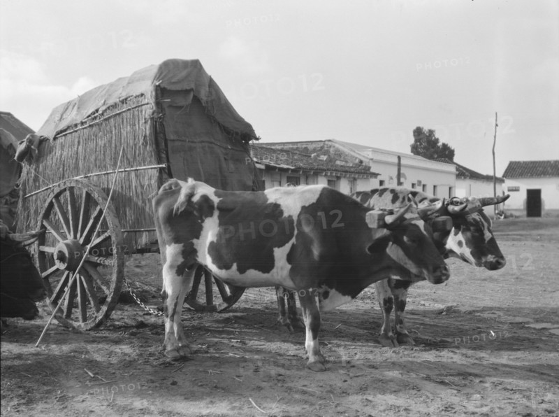 Travel views of Cuba and Guatemala, between 1899 and 1926. Creator: Arnold Genthe.