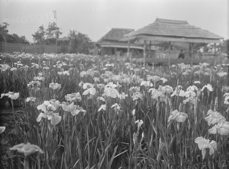 Travel views of Japan and Korea, 1908. Creator: Arnold Genthe.