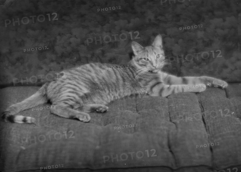 Buzzer the cat, portrait photograph, ca. 1912. Creator: Arnold Genthe.