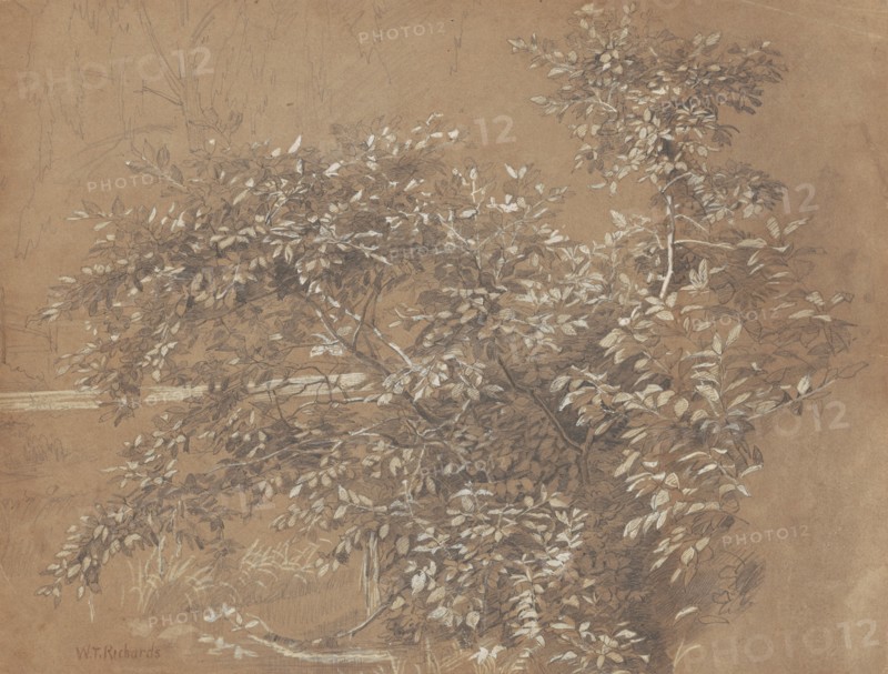 Foliage, late 19th century. Creator: William Trost Richards.
