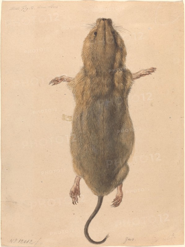 A Field Mouse, from Above, c. 1775. Creator: Johann Rudolf Schellenburg.