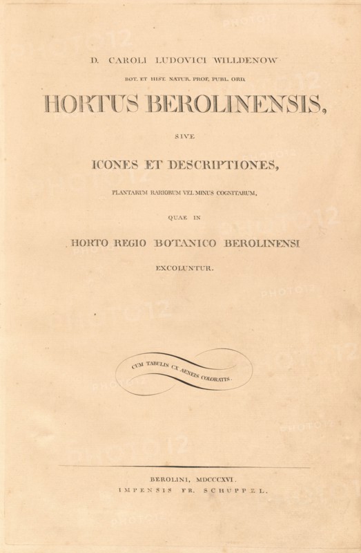Hortus Berolinensis, 1816. Creators: Carl Ludwig Willdenow, Friedrich Guimpel.