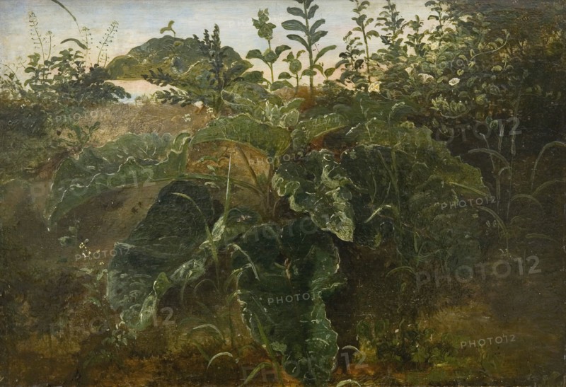 Foreground Study with Dock Leaves, 1840-1849. Creator: Dankvart Dreyer.