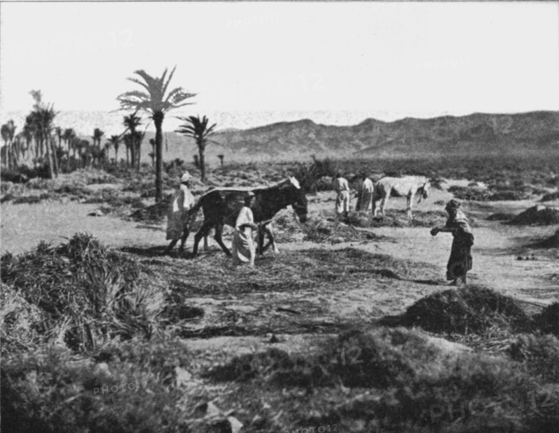 ''Battage du ble dans les Ziban; Afrique du nord', 1914. Creator: Unknown.