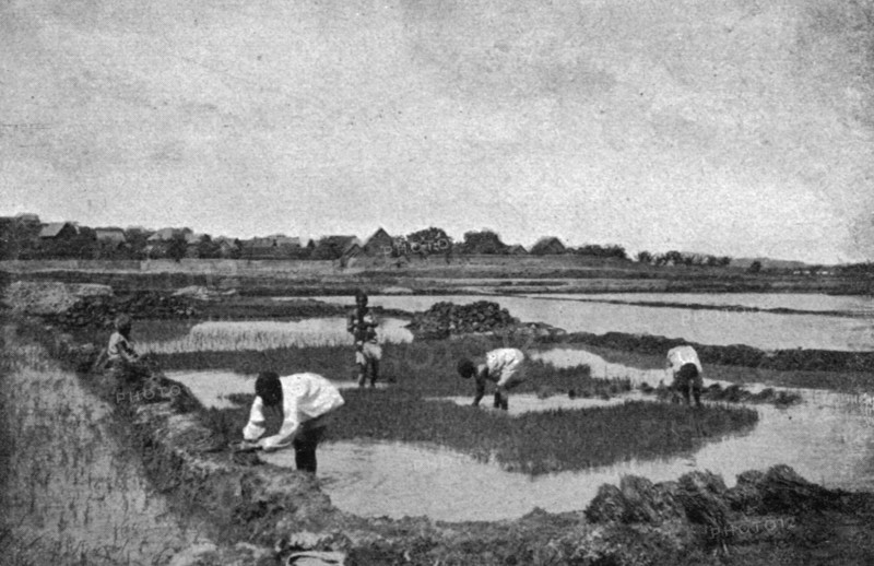 ''Une riziere a Madagascar; Iles Africaines de la mer des Indes', 1914. Creator: Unknown.