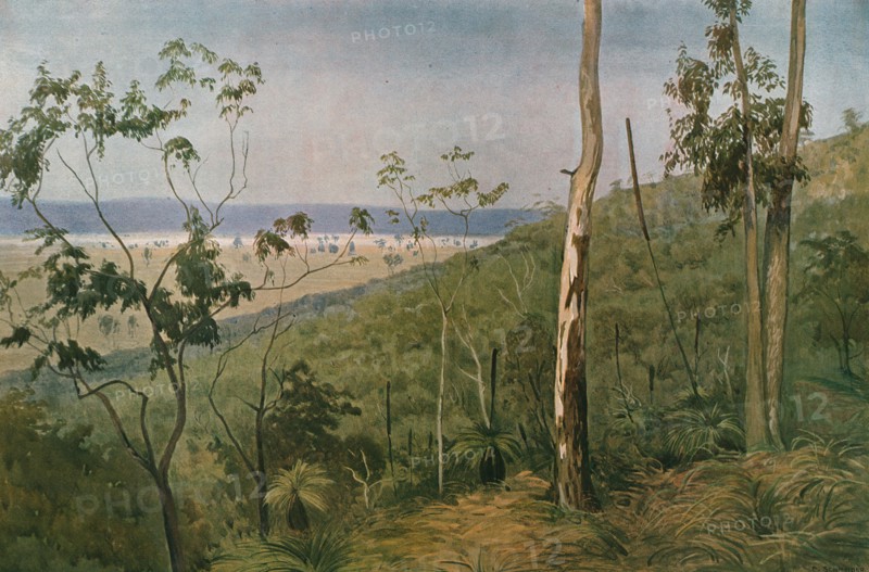 ''Une foret d'eucalyptus en Australie (Queensland); Les Terres Du Pacifique', 1914. Creator: Unknown.
