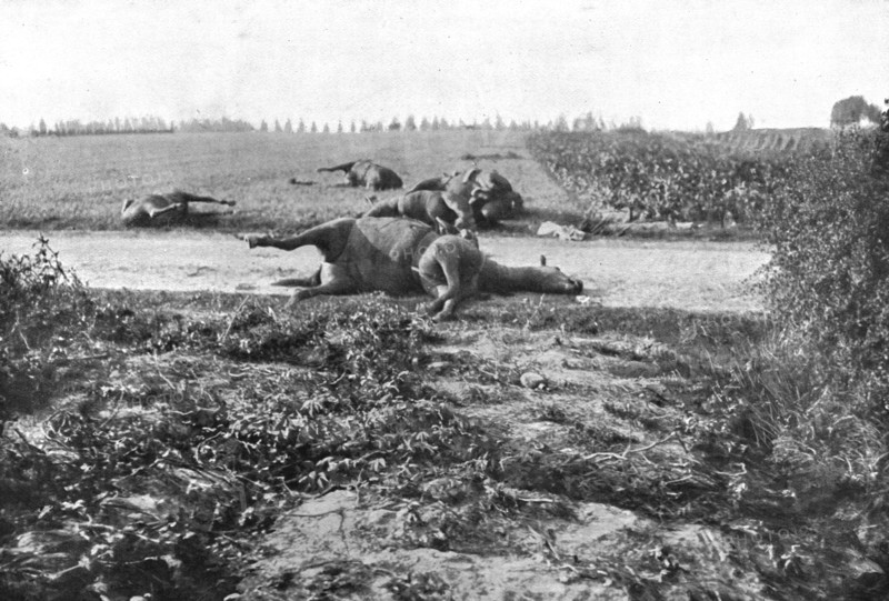'Le Champ de Bataille; Sur le terrain du combat de Haelen, lles cadavres de chevaux', 1914 Creator: Unknown.