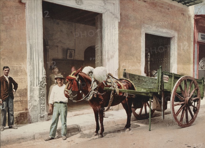 Un Mulo de la Habana, c1900. Creator: William H. Jackson.