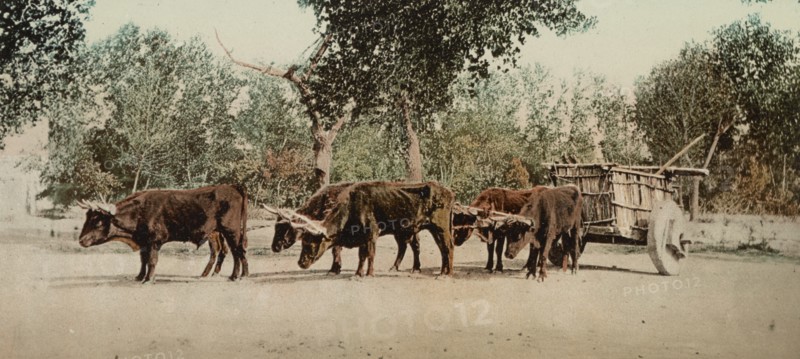 Mexican carreta, Chihuahua, between 1884 and 1900. Creator: William H. Jackson.