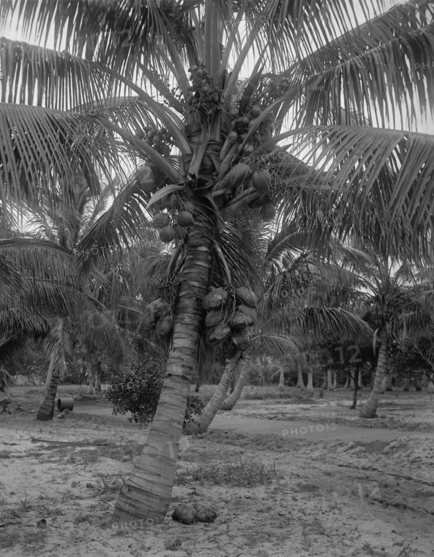 Cocoanut trees, Lake Worth, Fla., between 1880 and 1897. Creator: William H. Jackson.