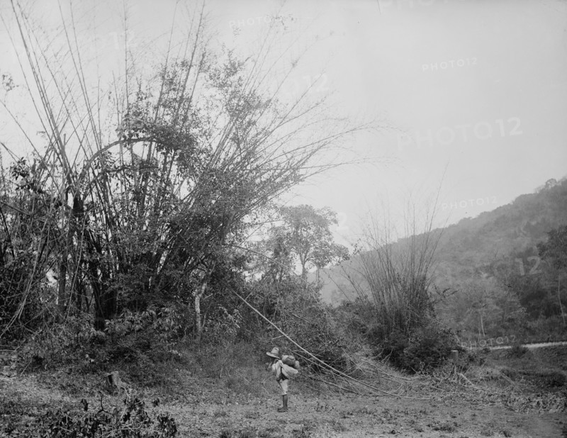 Bamboos on the Temasopa [sic], between 1880 and 1897. Creator: William H. Jackson.