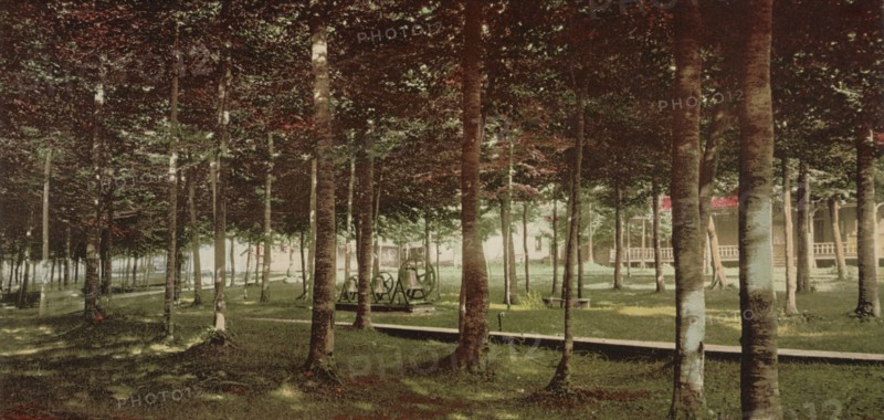 The Grove at Bay View, Michigan, c1901. Creator: Unknown.
