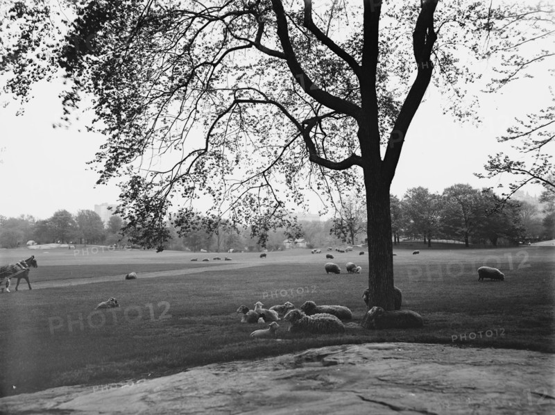 Sheep in Central Park, New York, between 1900 and 1906. Creator: Unknown.