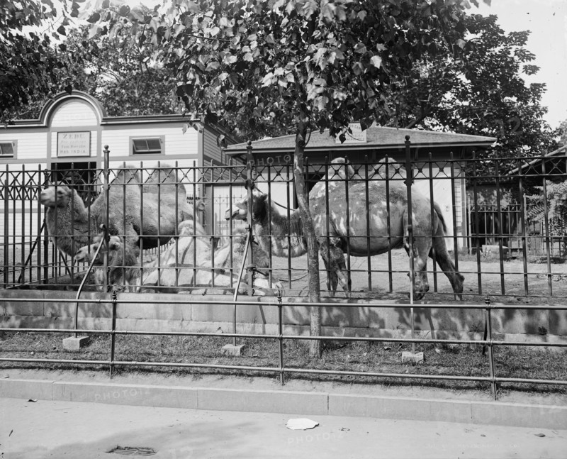 Camels in Central Park Zoo, New York, between 1900 and 1905. Creator: Unknown.
