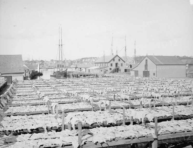 Drying fish, Gloucester, Mass., c1906. Creator: Unknown.