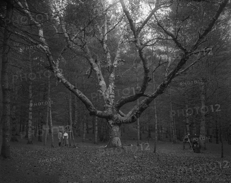 Wizard Tree, Cathedral Woods, North Conway, White Mountains, The, c1900. Creator: Unknown.