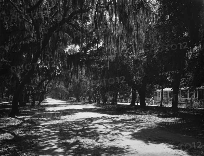 Ridgewood Ave., Daytona, Fla., c1901. Creator: Unknown.