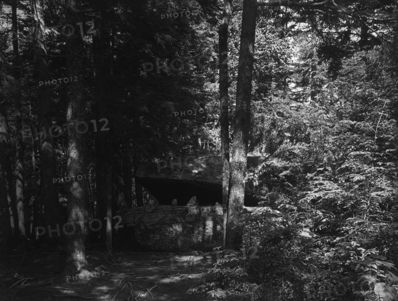 Alligator Head near South Lake, Catskill Mountains, N.Y., c1902. Creator: Unknown.