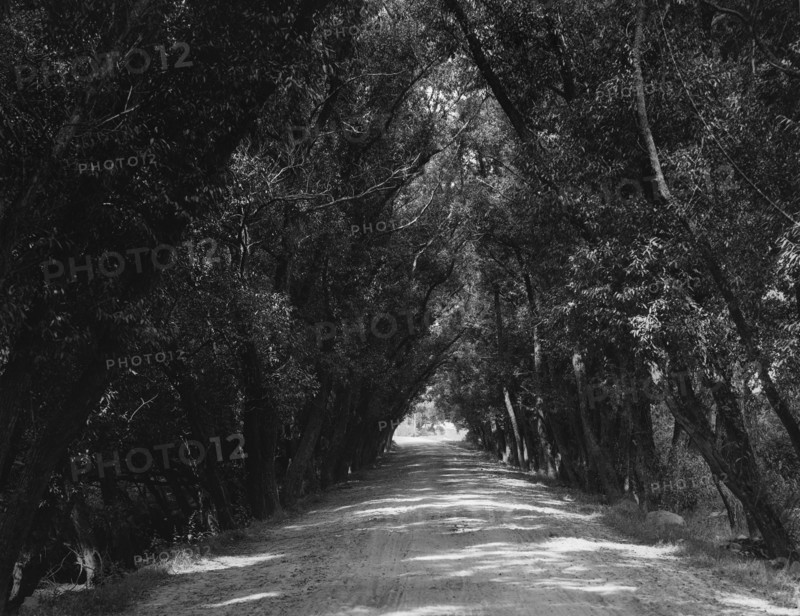 Willow Road, Gloucester, Mass., c1904. Creator: Unknown.