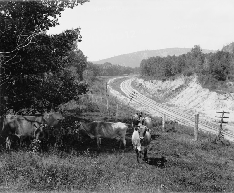 Devil's Lake, Wis., Hopkin's jerseys, between 1880 and 1899. Creator: Unknown.