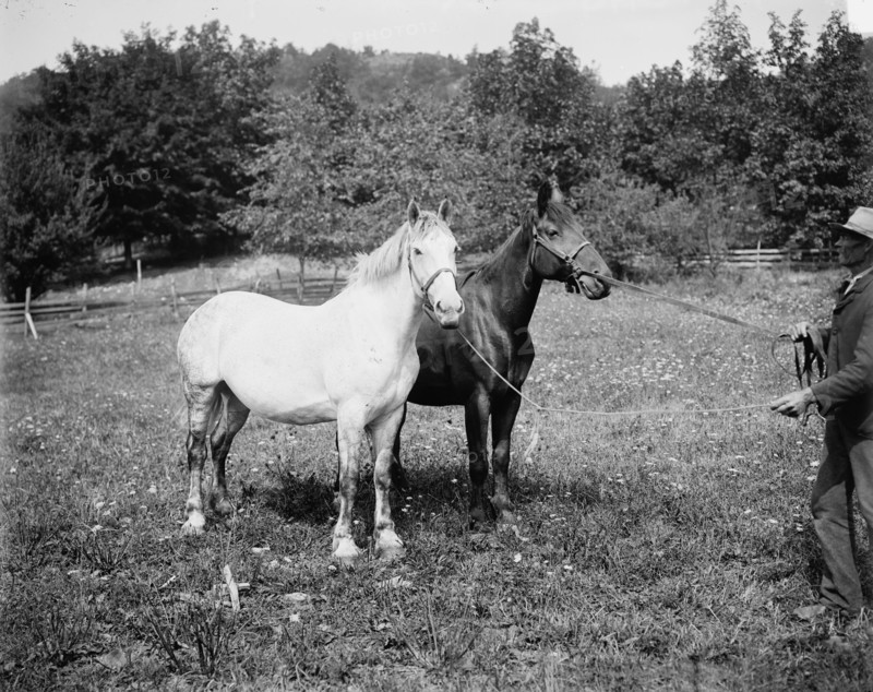 D.C. Cook's horses, Lake George, between 1900 and 1905. Creator: William H. Jackson.