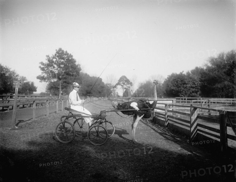 Oliver W., the famous trotting ostrich, Florida Ostrich Farm, Jacksonville, Florida, c1900-1910. Creator: Unknown.
