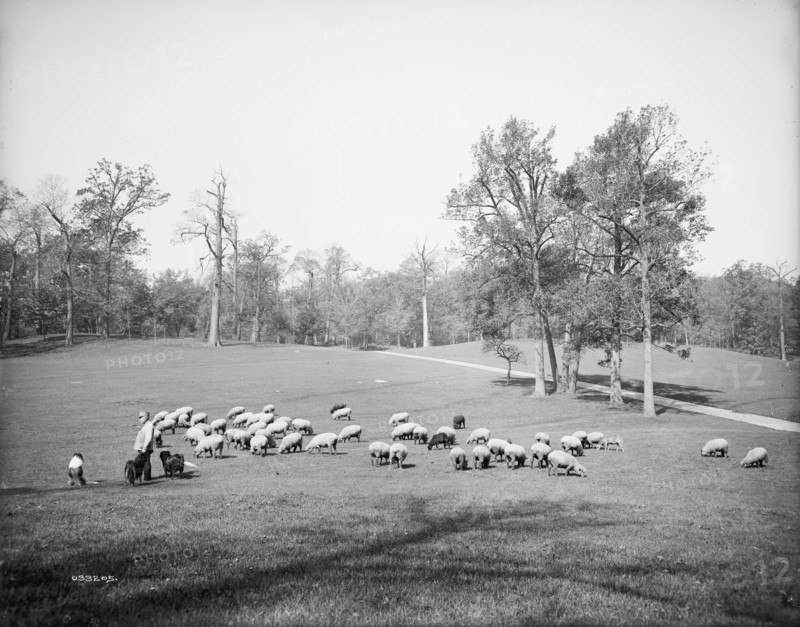 Sheep in Prospect Park, Brooklyn, N.Y., between 1900 and 1905. Creator: Unknown.