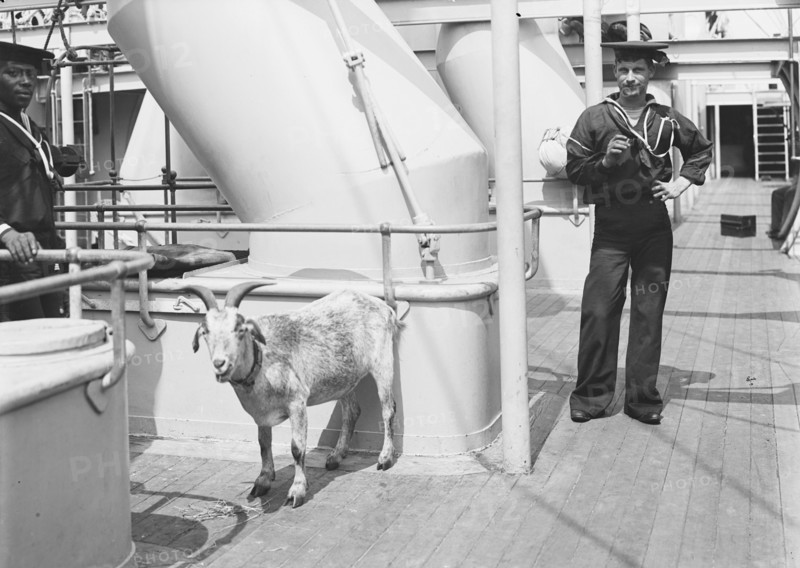 U.S.S. Brooklyn, the mascot, between 1896 and 1899. Creator: Unknown.