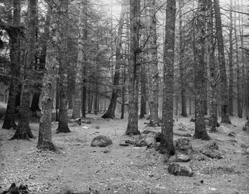 Cathedral Woods, Intervale, N.H., between 1910 and 1920. Creator: Unknown.