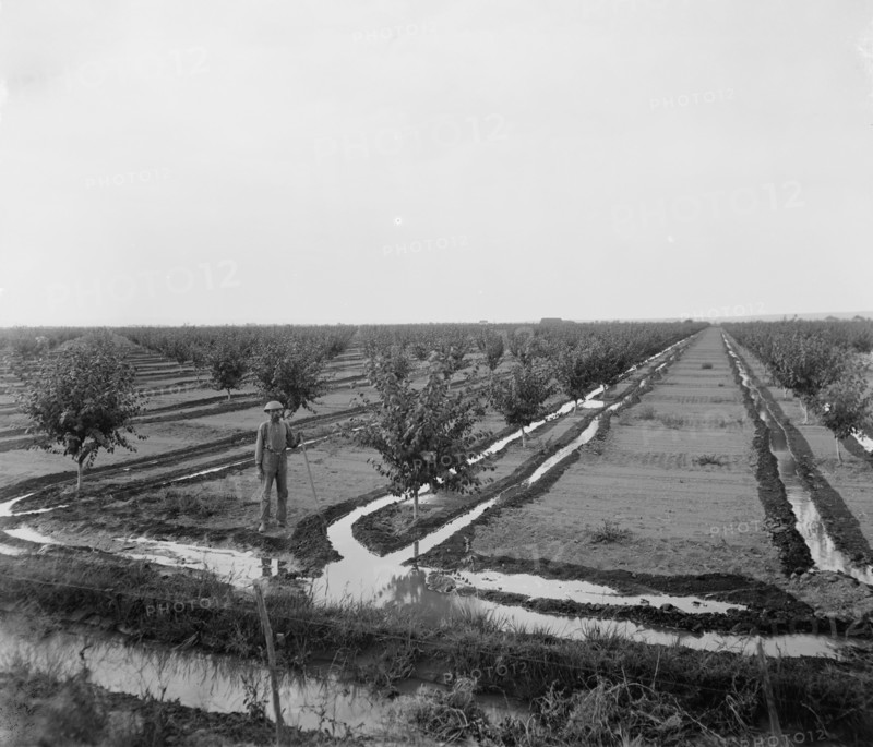 Man in irrigated orchard, probably Pontiac, Ill., between 1900 and 1910. Creator: Unknown.