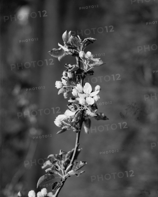 Apple blossoms, between 1900 and 1905. Creator: Unknown.