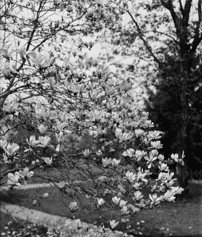 Magnolias, between 1900 and 1905. Creator: Unknown.