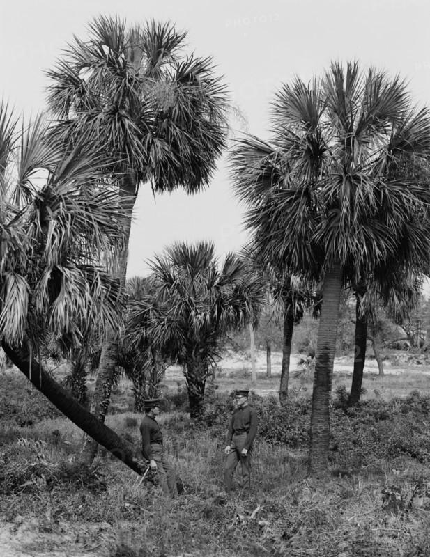 Tybee Island, palmettoes, Savannah, Ga., c1907. Creator: Unknown.