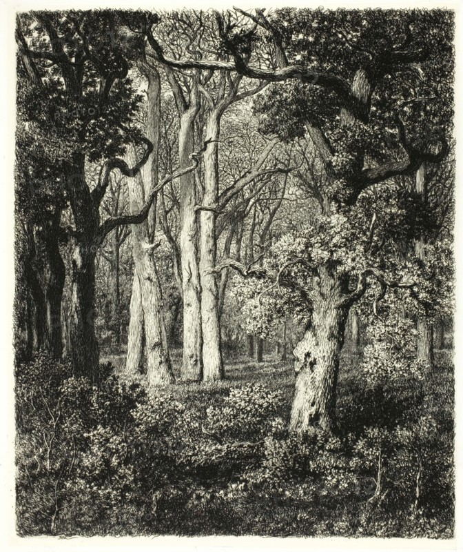 Old Oaks at Bas Bréau, c. 1865. Creator: Adolphe Martial Potemont.