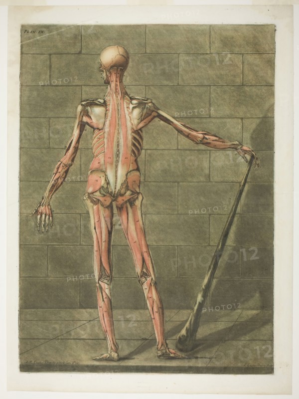 Posterior View of Muscle Man, plate nine from Complete Anatomy Course, 1773. Creator: Arnault Éloi Gautier D’Agoty.