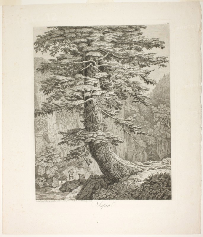 Fir Tree, 1801/02. Creator: Jacob Philip Hackert.