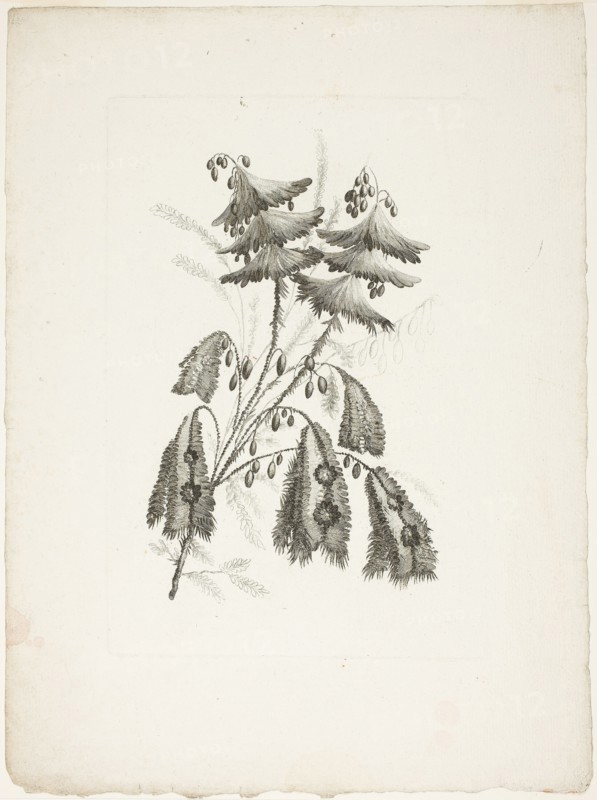 Bouquet, from Collection of New Flowers of Taste for the Manufacture of Persian Cloth..., 1765/70. Creator: Johann Heinrich Hess.