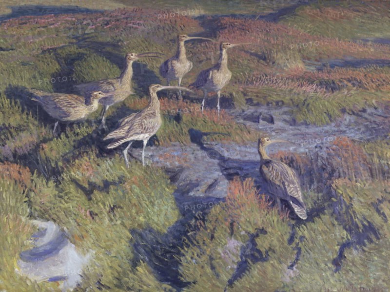 Curlews about to take flight, 1911. Creator: Vilhelm Theodor Fischer.