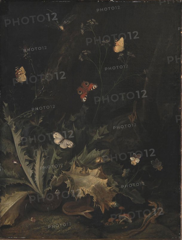 A Forest Floor with a Thistle, a Snake, a Lizard and Butterflies;Still Life, 1635-1678. Creator: Otto Marseus van Schrieck.