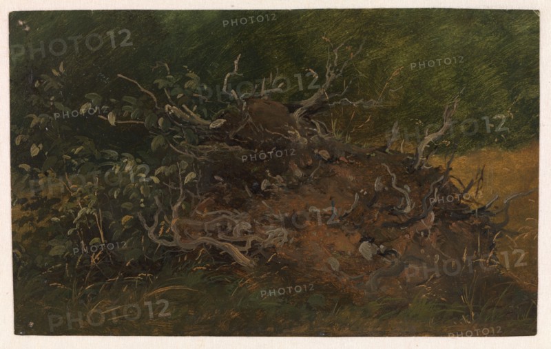 Study of a Tree Stump, 1843-1847. Creator: Wilhelm Peter Carl Petersen.