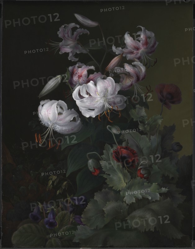 Flowering plants, 1845. Creator: Hermania Neergaard.