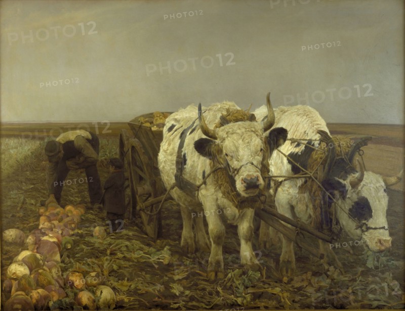 Harvesting beets, 1886. Creator: Niels Pedersen Mols.