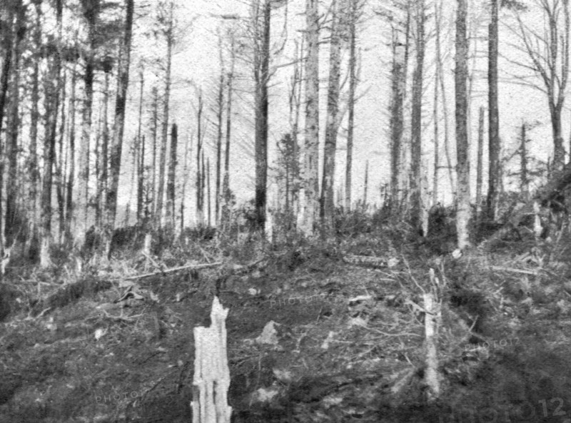 ''En Alsace; Les bois de l'Hartmannswillerkopf apres l'enlevement du sommet', 1915. Creator: Unknown.