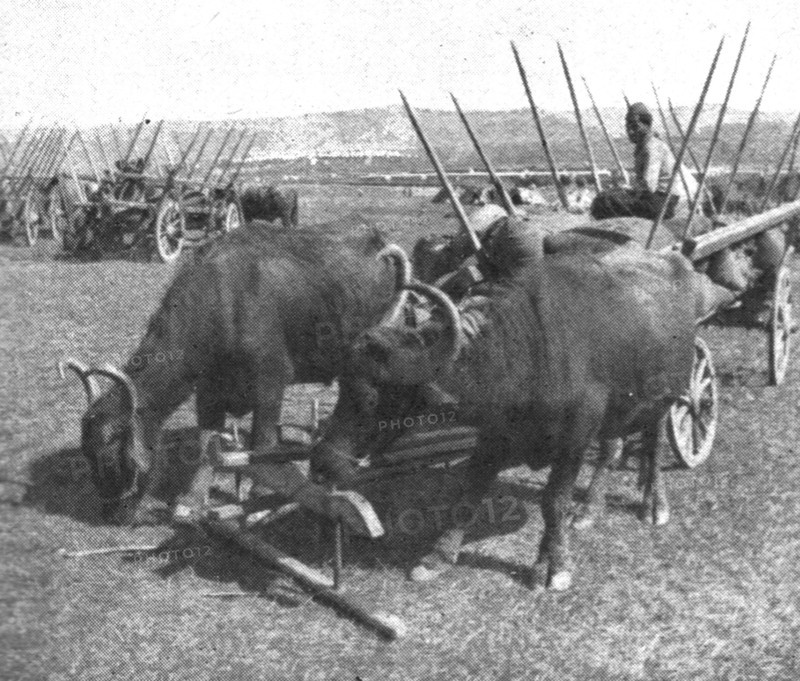 'Les premiers contingents Franco-Anglais a Salonique; Les equipages de l'intendance', 1915 (1924). Creator: Unknown.
