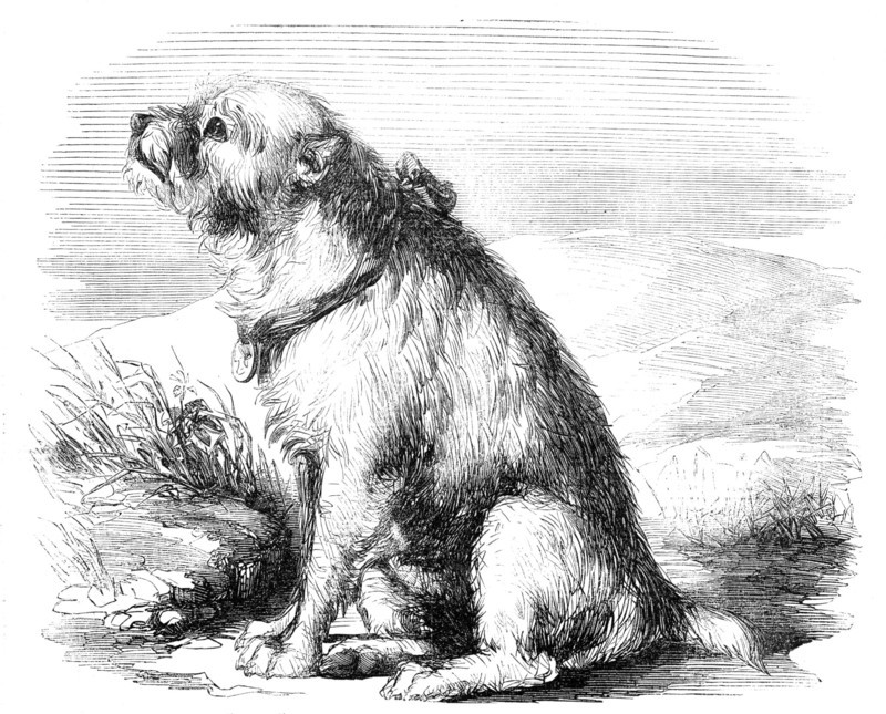 Sandy, from the Crimea, the Dog of the Sappers and Miners, 1856.  Creator: Unknown.