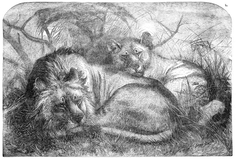 Babylonian Lions just received at the Gardens of the Zoological Society, Regent's-Park, 1856.  Creator: Pearson.