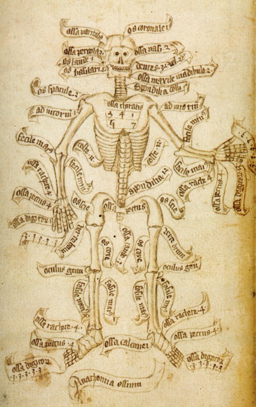 The skeleton and the names of the bones, 15th century. Creator: Anonymous.