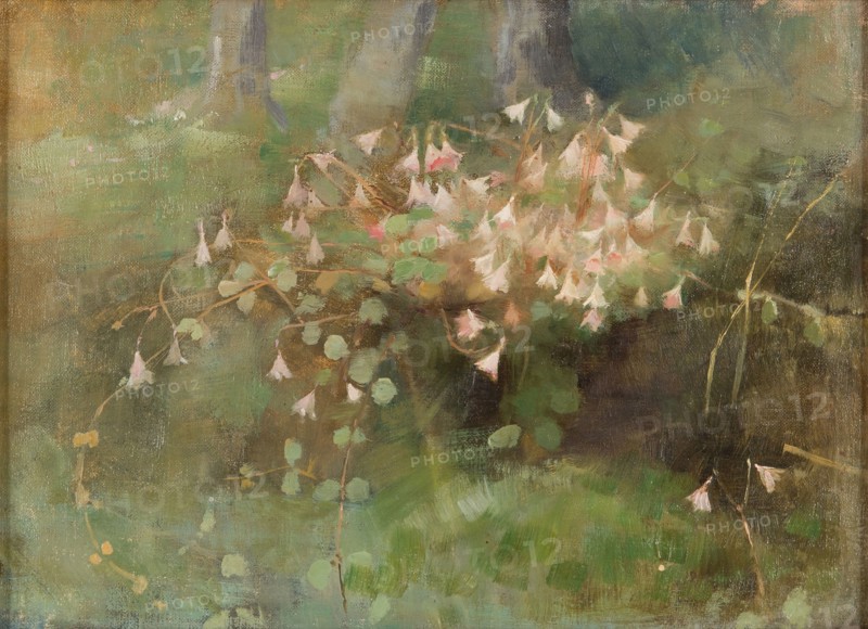 Twinflowers, 1886. Creator: Schjerfbeck, Helene (1862-1946).