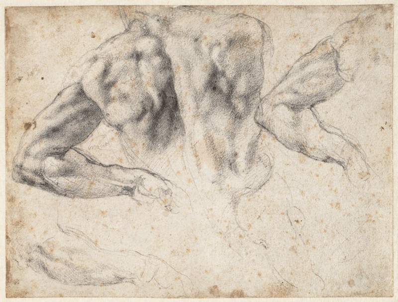 Study of the back and left arm of a male nude, 1523-1524 . Creator: Buonarroti, Michelangelo (1475-1564).