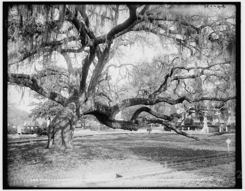 Magnolia Cemetery, live oaks, Charleston, S.C., c1900. Creator: Unknown.
